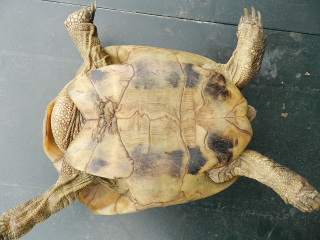 tortue terrestre mord la femelle  Tortue19