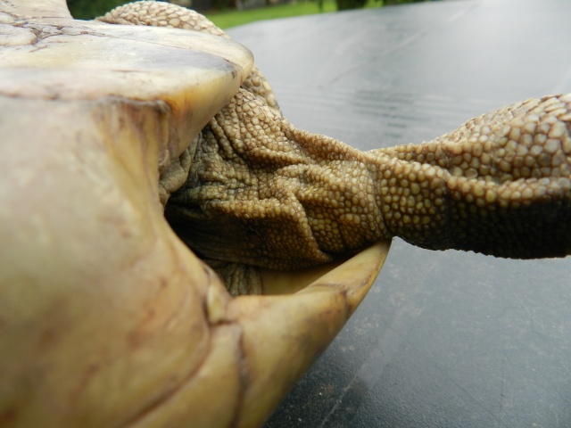 tortue terrestre mord la femelle  Tortue20
