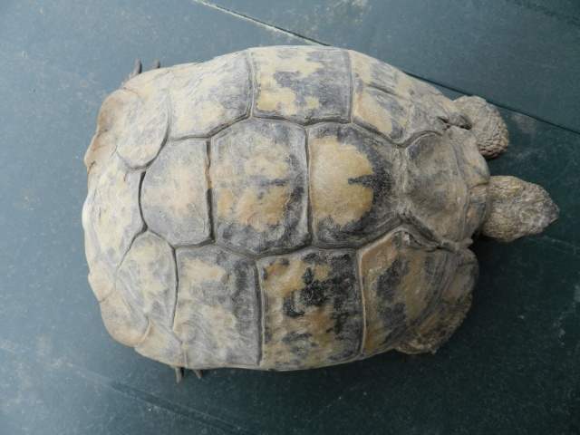tortue terrestre mord la femelle  Tortue21