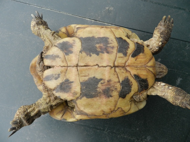 tortue terrestre mord la femelle  Tortue22