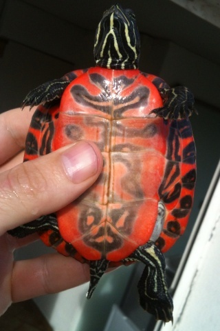 identification de fire ma new turtle et sexe si possible à confirmer ;) 06110