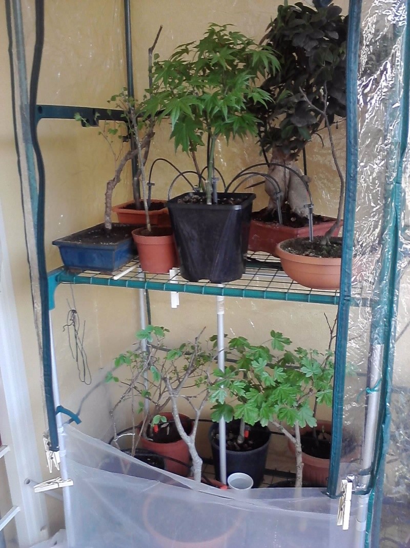 Dove coltiviamo i nostri bonsai - Pagina 12 P2403111