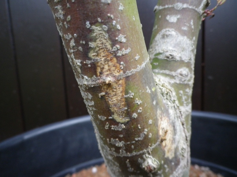 Serious Canker problems with Acer Palmatum Imgp3013