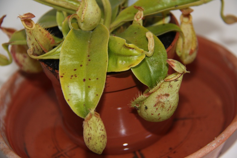 Nepenthes (x Hookeriana) Img_0112