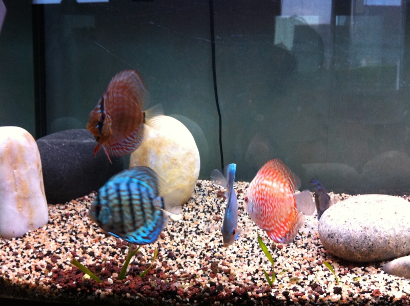 aquarium600l Img_0312