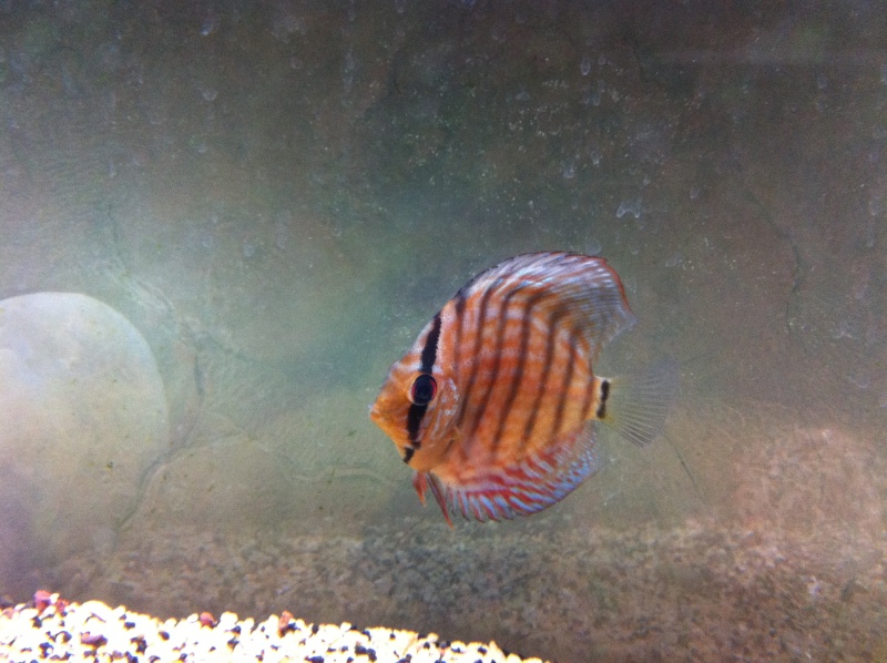 aquarium600l Img_0314