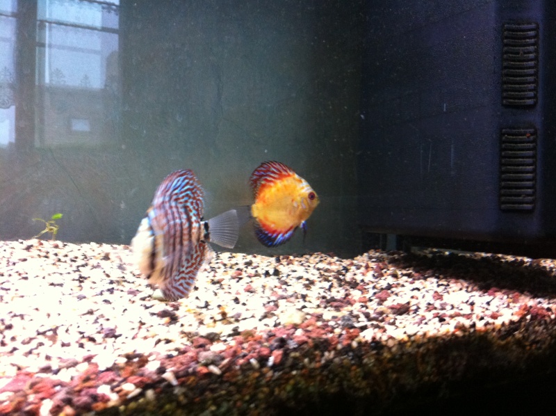 aquarium600l Img_0315