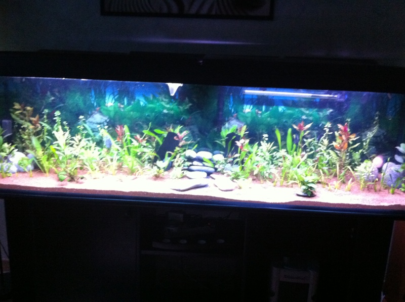 aquarium600l Img_0317