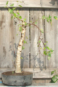 Betula Pendula styling Kgrhqf10