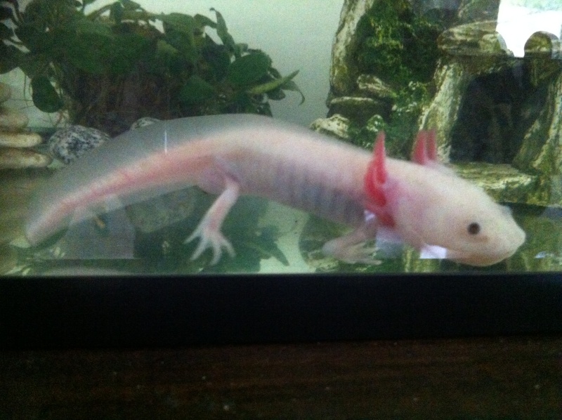 axolotl rouge... :( Img_0714