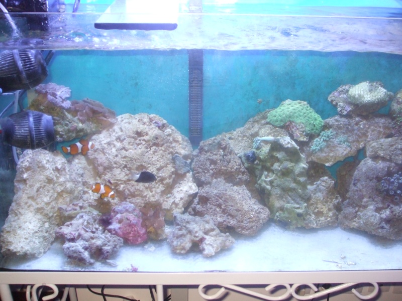 mon premier aquarium marin ... 260 l , un mois de mise en route ... Dscf3017