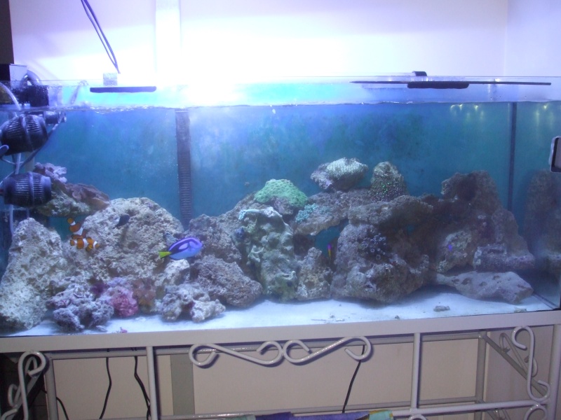 mon premier aquarium marin ... 260 l , un mois de mise en route ... Dscf3019