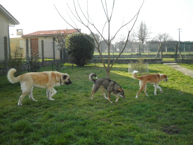 Nebraska husky x berger née 2009, ASSO 94  P3160311