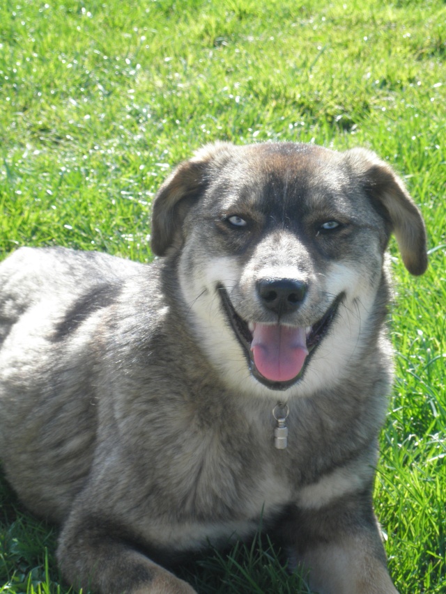 Nebraska husky x berger née 2009, ASSO 94  P4010412