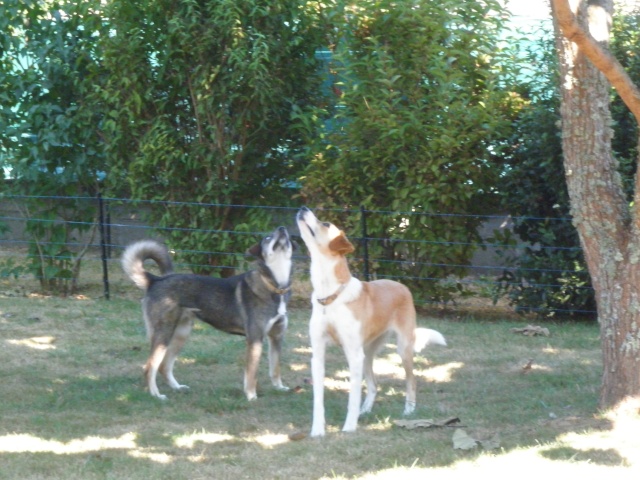Nebraska husky x berger née 2009, ASSO 94 - Page 2 P9080716
