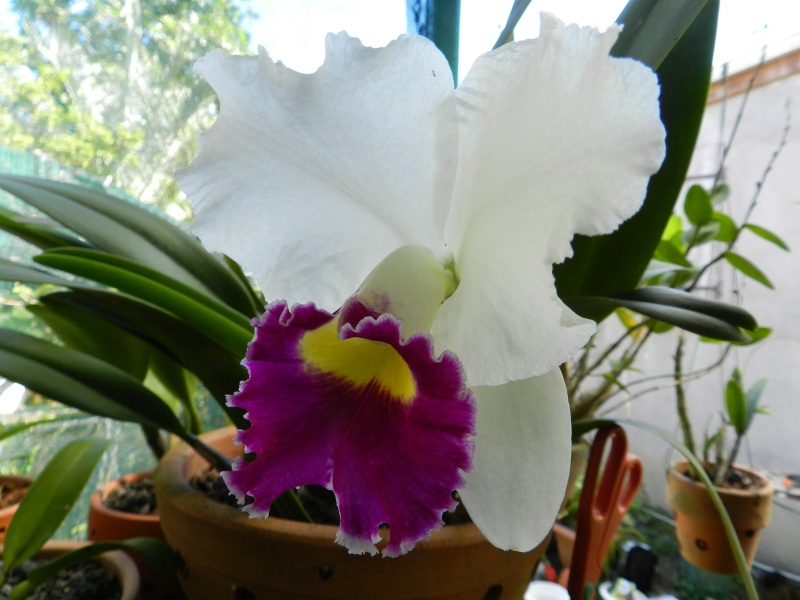 cattleya Decemb10