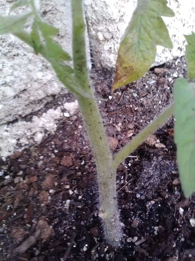 Tomatoes - I've tried to figure this one out but need help Cam00020