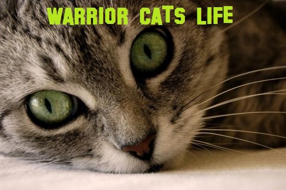 Warriorcatslife