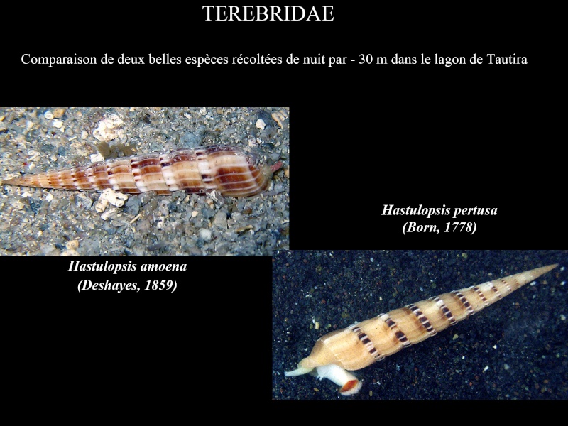 Comparatif des espèces de térebres de Polynésie Française Introd12