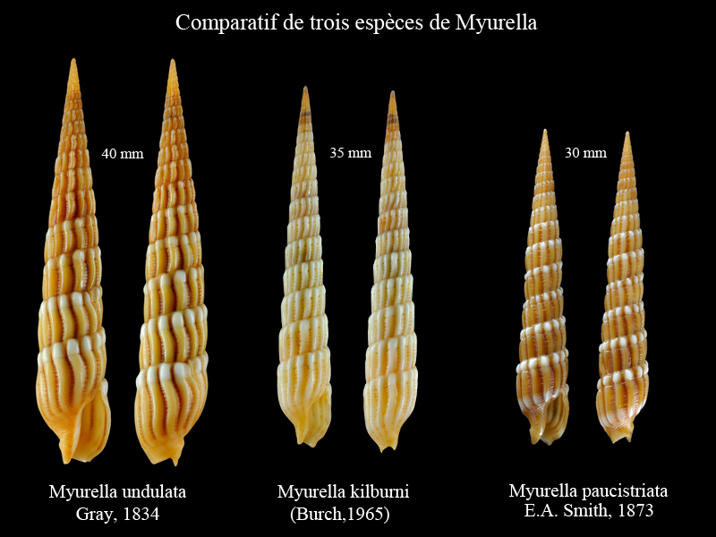 Comparatif des espèces de térebres de Polynésie Française Myurel12