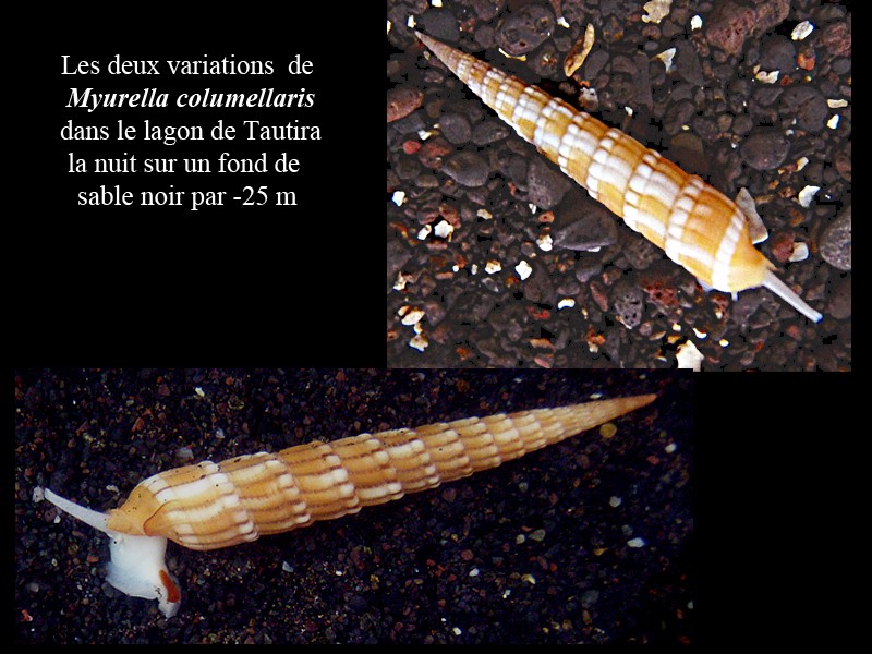 Comparatif des espèces de térebres de Polynésie Française Myurel15