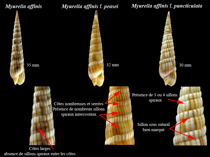 Comparatif des espèces de térebres de Polynésie Française Myurel21