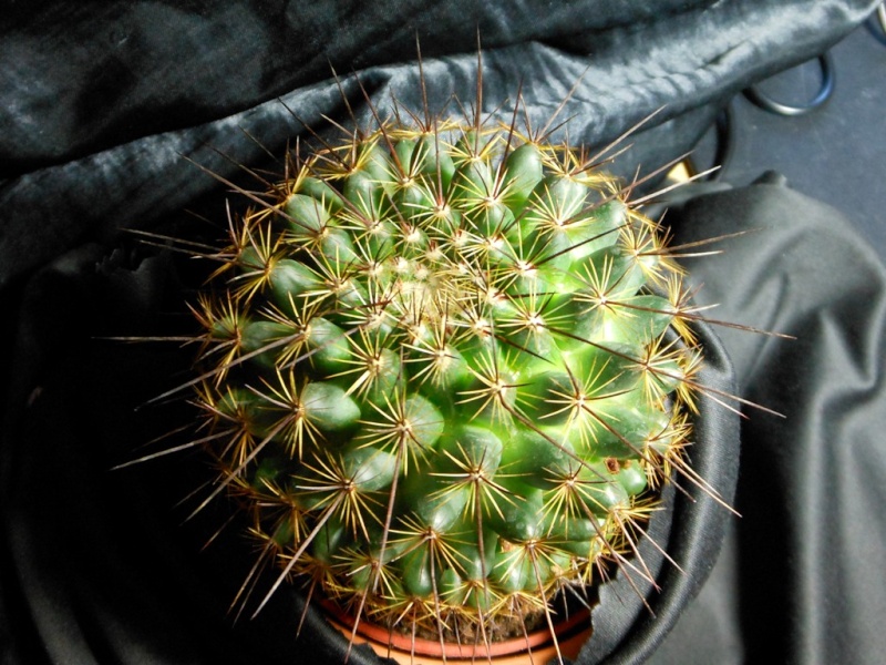 2 Mammillaria without names 26-211