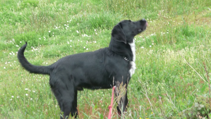 Hélan Male X Labrador (S.P.A Vannes 56) P1040012