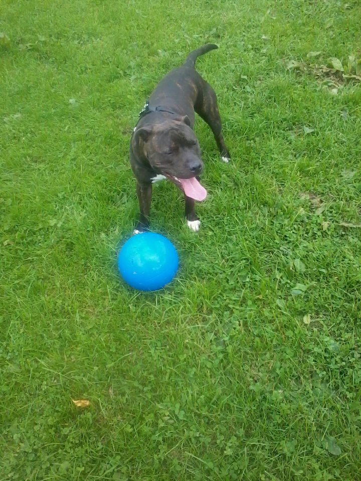 Staffies with balls 52365510
