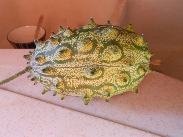 Cucumis metuliferus -kiwano 29_09_12