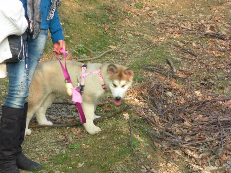 malamute in piemonte  Sam_5910