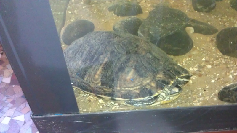 es-ce-que ma tortue hiberne? Imag0511