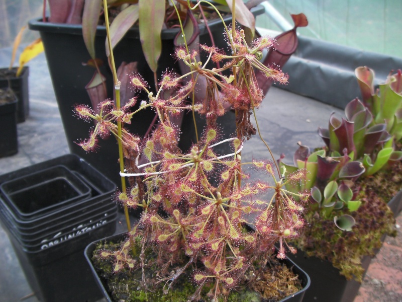 Photo de drosera magnifique en serre! (graomogolensis, hamiltonii, madaga..) Sany0312