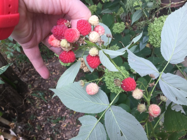 Légumes 2018 /2019 / 2020 à cazo - Page 3 00015f10