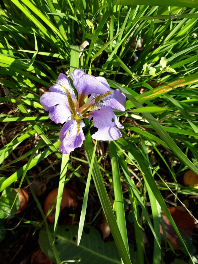 Iris unguicularis ou Iris d'Alger - Page 5 0b9d8f10