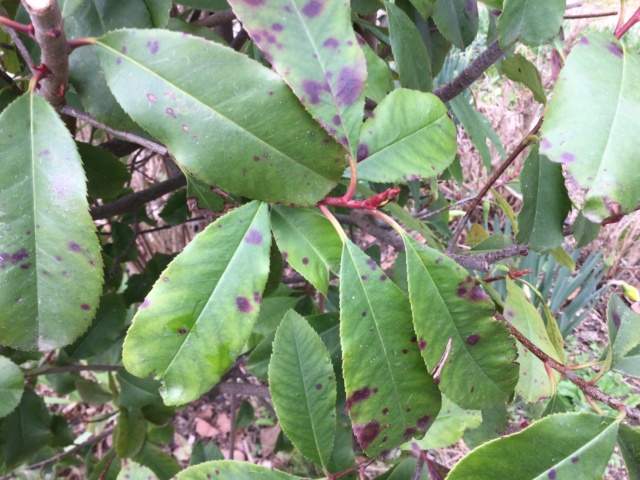 Je suis malade ?? Photinia   15233610