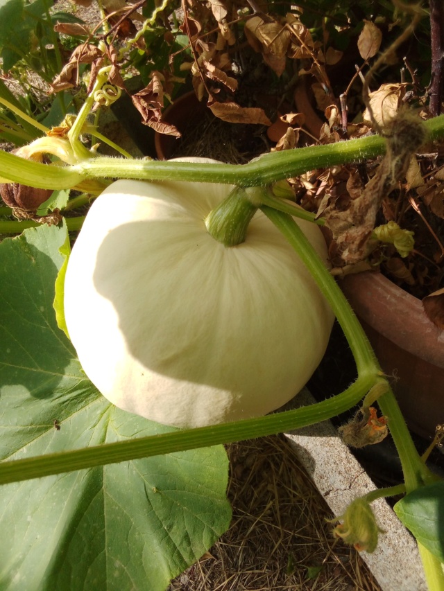Courges. 1e104610