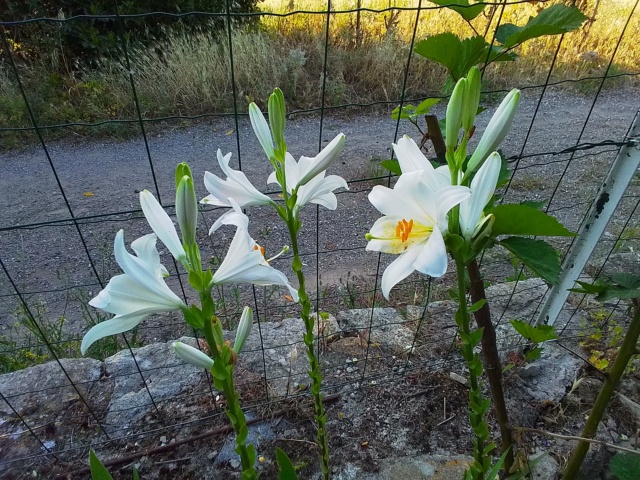 Lys de la madone ou de saint antoine - Page 2 20230518