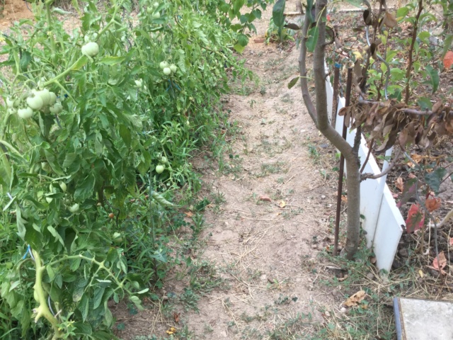 Légumes 2018 /2019 / 2020 à cazo - Page 2 2a619b10