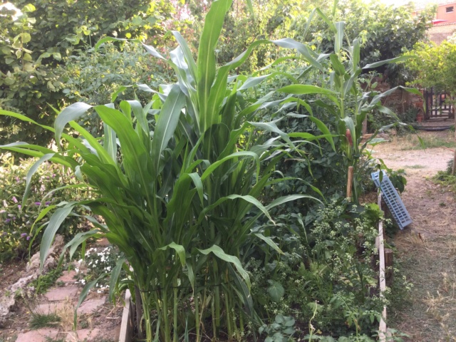 Légumes 2018 /2019 / 2020 à cazo - Page 11 44ba2a10
