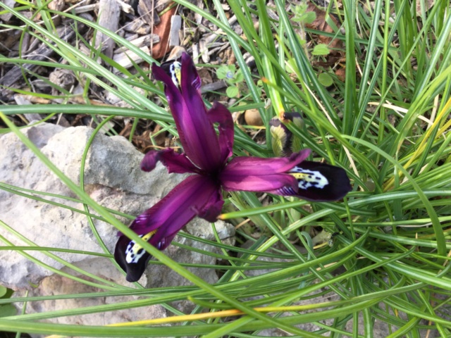 Iris reticulata - Page 8 457c2710