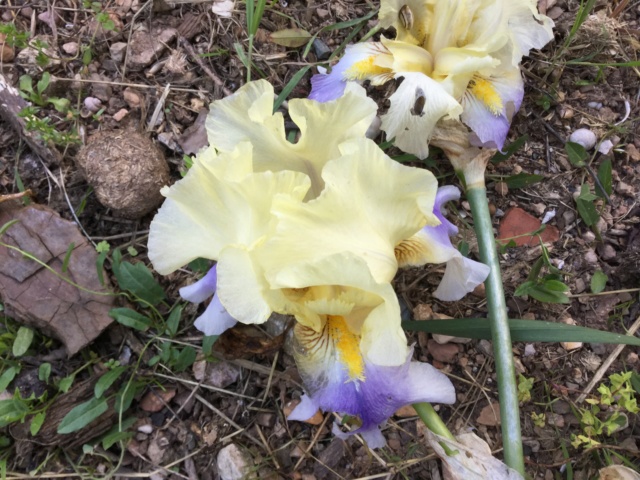 Floraison d'iris de 2017 ....... à 2022 - Page 17 509b3b10