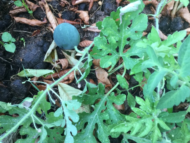 Légumes 2018 /2019 / 2020 à cazo - Page 2 5fdf7910