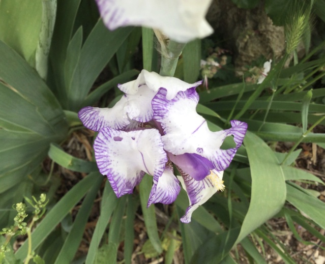 Floraison d'iris de 2017 ....... à 2022 - Page 6 63b4ef10