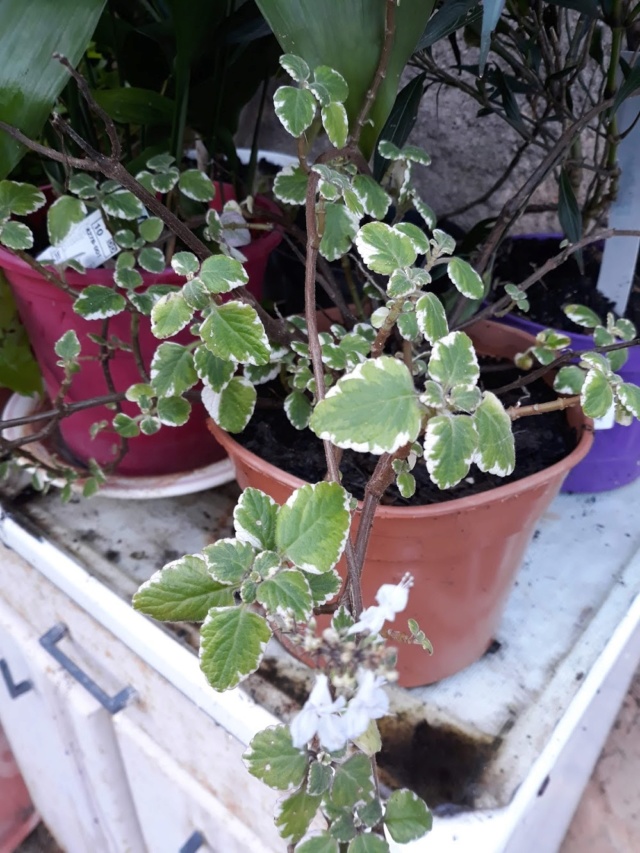 plectranthus purpuratus 6b665c10