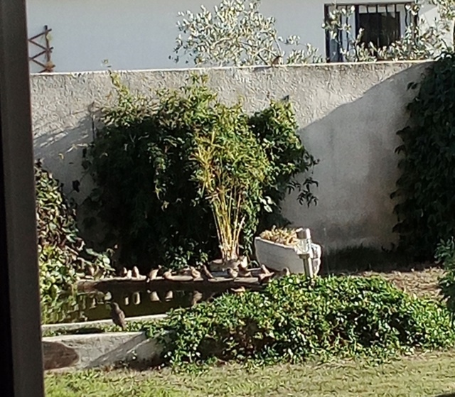 Les animaux de nos jardins... - Page 15 72523f10