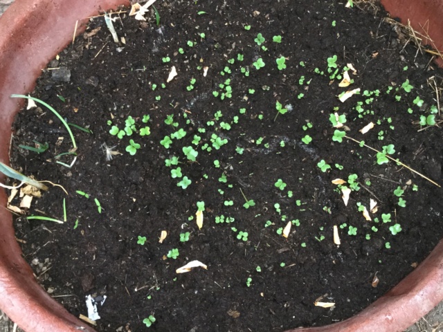 Légumes 2018 /2019 / 2020 à cazo - Page 3 80ab8510