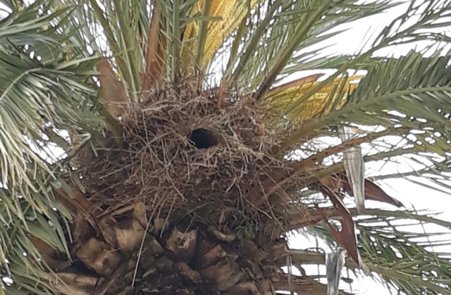 les oiseaux et petites bêtes au cours de nos balades - Page 28 84754710