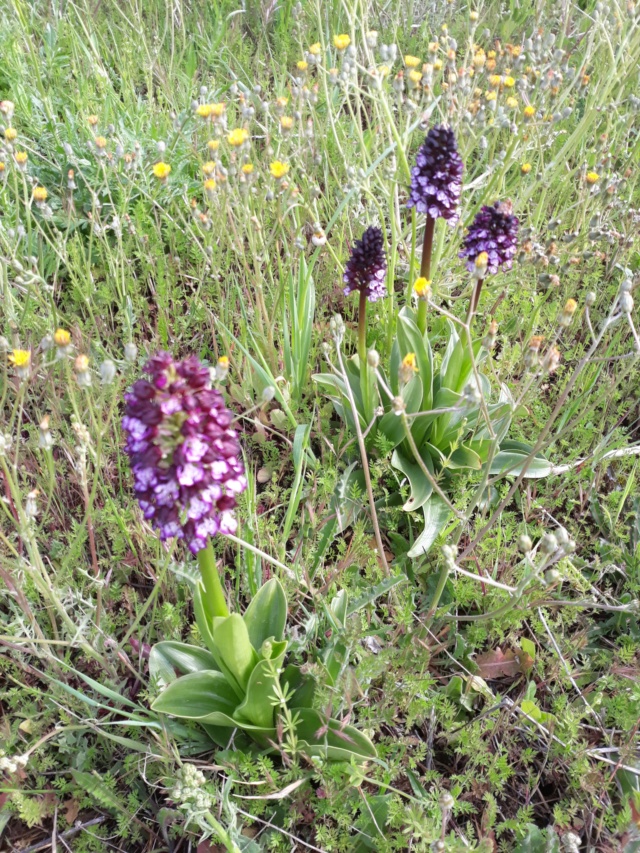 les plantes sauvages de nos campagnes - Page 10 A4535c10