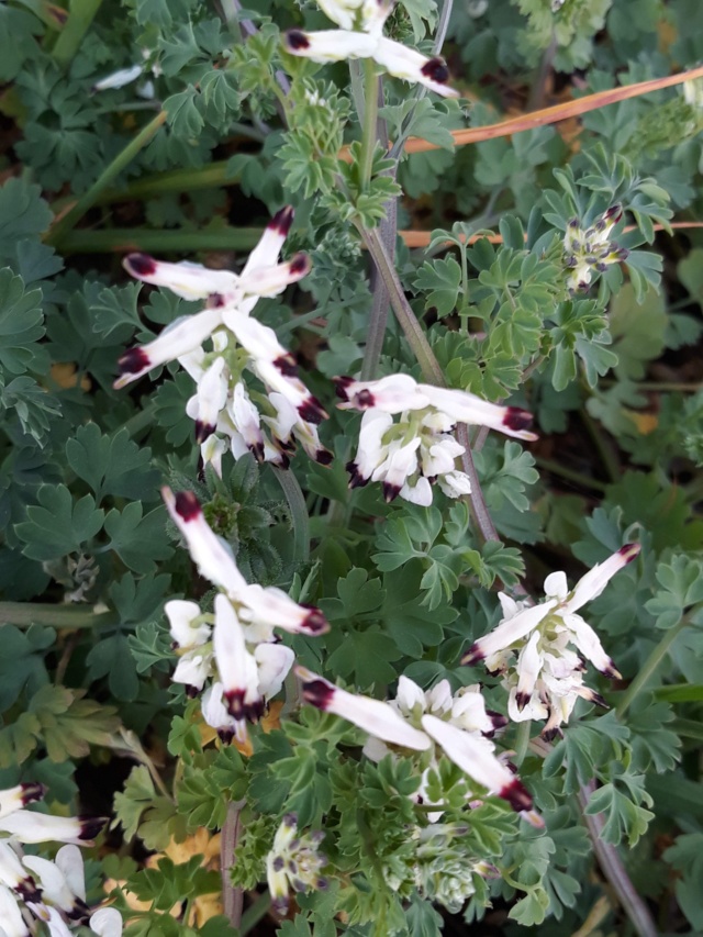 les plantes sauvages de nos campagnes - Page 5 B6521810